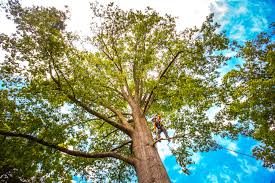 How Our Tree Care Process Works  in  Byhalia, MS